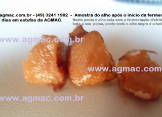 -   ESTUFA / SECADOR - AGMAC-ES10B-MASTER -em aço inox adequado p/ produzir alho negro