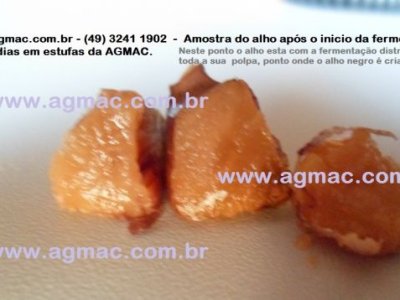 -   ESTUFA / SECADOR - AGMAC-ES10B-MASTER -em aço inox adequado p/ produzir alho negro